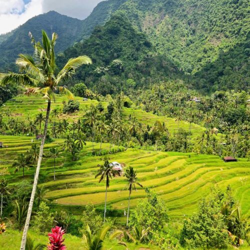 Moment from a Terraxplora Bali trip, photo 6