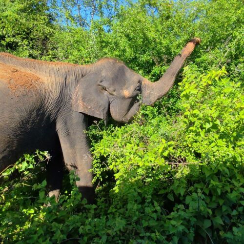 Moment from a Terraxplora Sri Lanka trip, photo 9